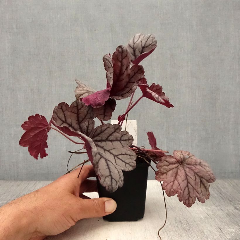 Ejemplar de Heuchera Sugar Plum Maceta de 8/9 cm entregado en verano
