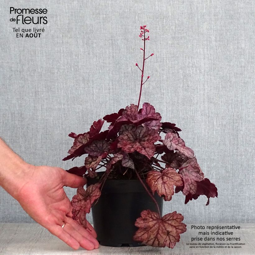 Ejemplar de Heuchera Sugar Plum Maceta 2L/3L entregado en verano
