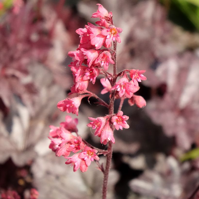 Heuchera Timeless Treasure (Floración)