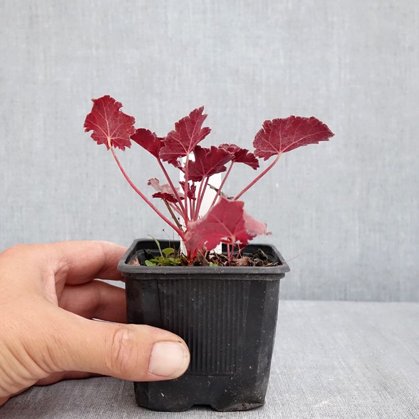 Ejemplar de Heuchera Timeless Treasure Maceta de 8/9 cm entregado en verano
