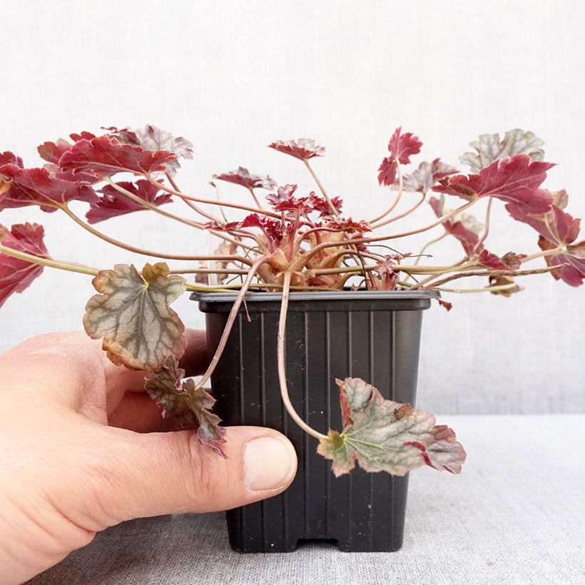 Heuchera Timeless Treasure Maceta de 8/9 cm Ejemplar entregado en invierno