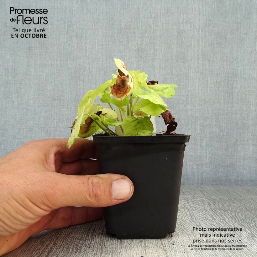 Ejemplar de Heuchera Tiramisu Maceta de 8/9 cm entregado en otoño