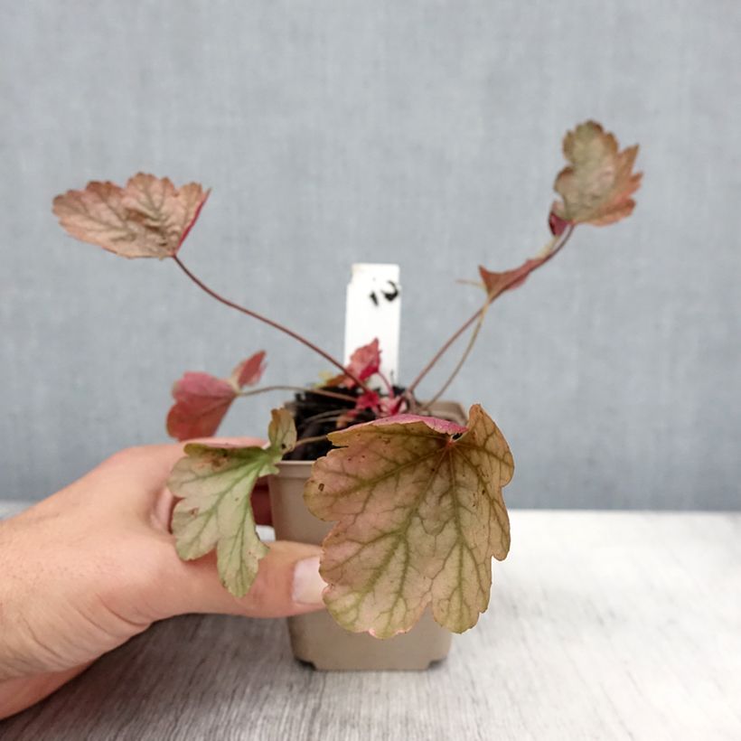 Ejemplar de Heuchera Vienna Maceta de 8/9 cm entregado en otoño