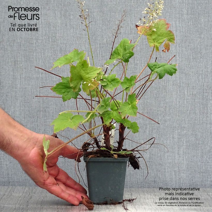 Ejemplar de Heuchera Chantilly Maceta de 8/9 cm entregado en otoño