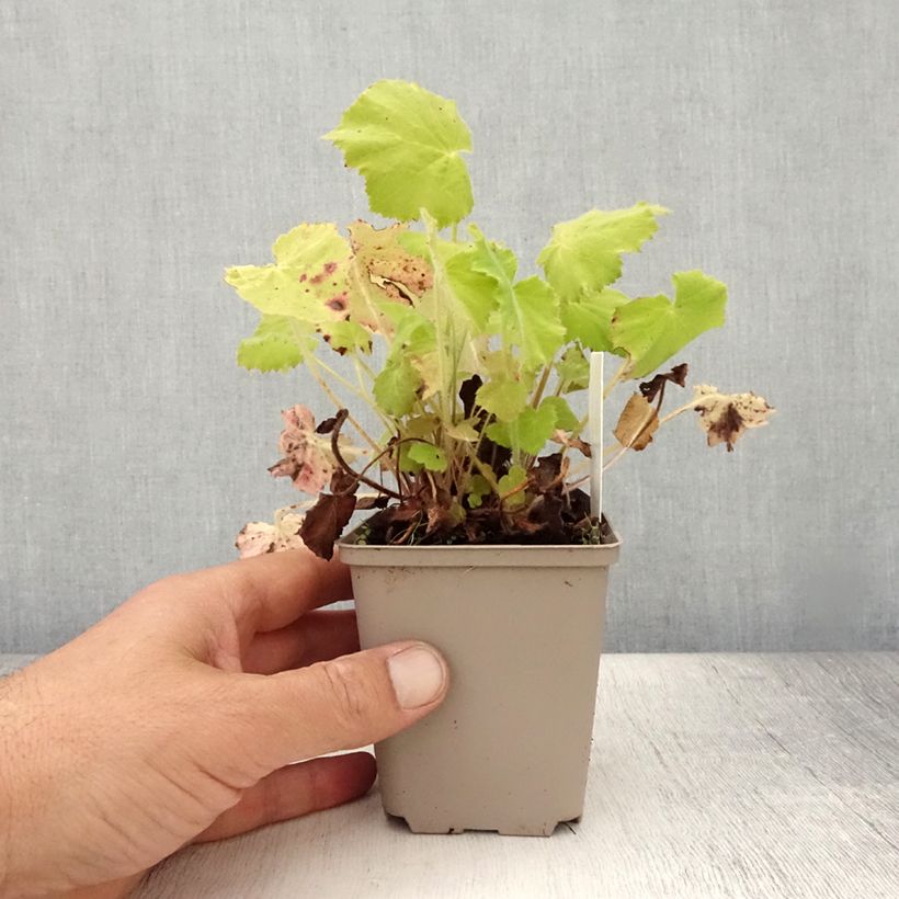 Ejemplar de Heuchera villosa var macrorrhiza Maceta de 8/9 cm entregado en verano