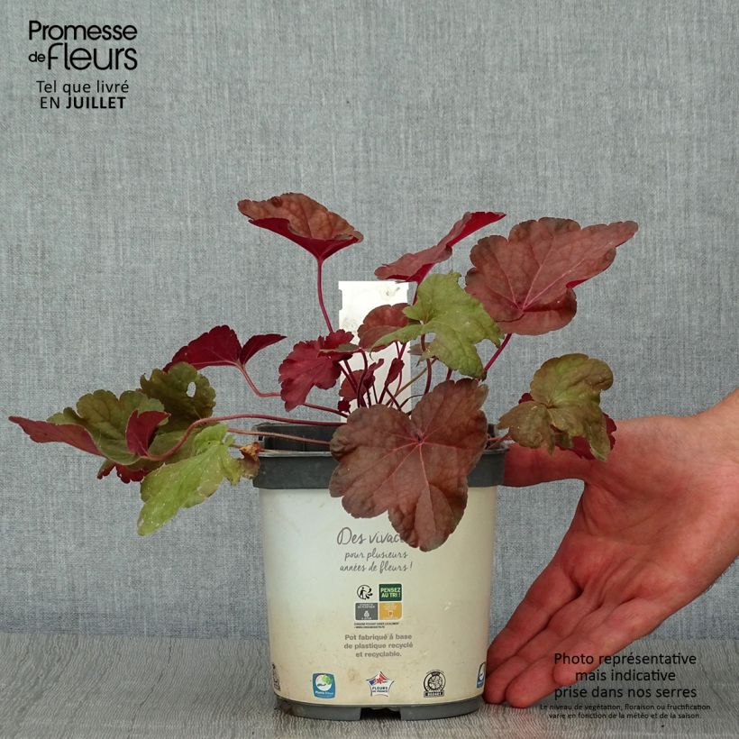 Ejemplar de Heuchera Little Cutie Blondie Maceta 2L/3L entregado en verano