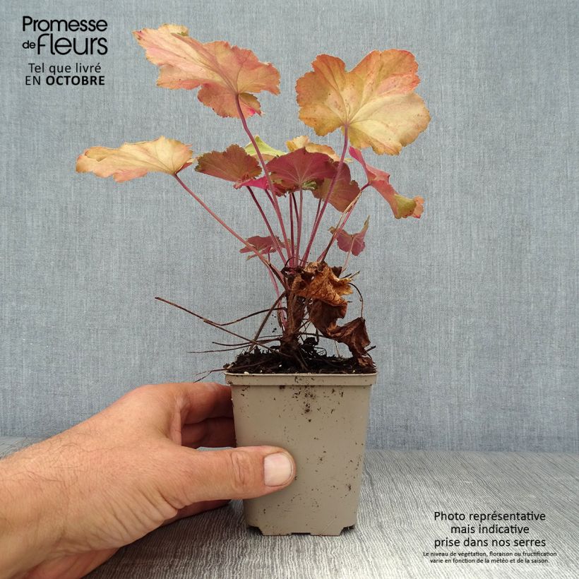 Ejemplar de Heuchera Mega Caramel Maceta de 8/9 cm entregado en otoño