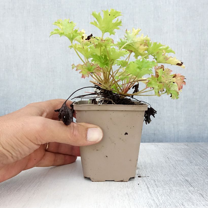 Ejemplar de Heuchera Pear Crisp Maceta de 8/9 cm entregado en verano