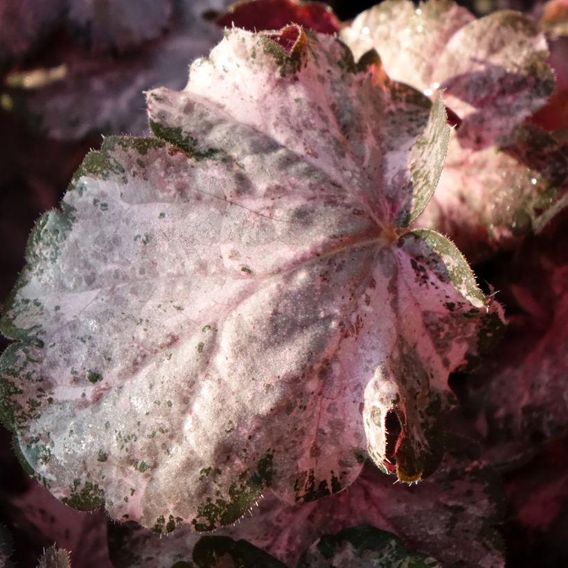 Heuchera Pinky Panky (Follaje)