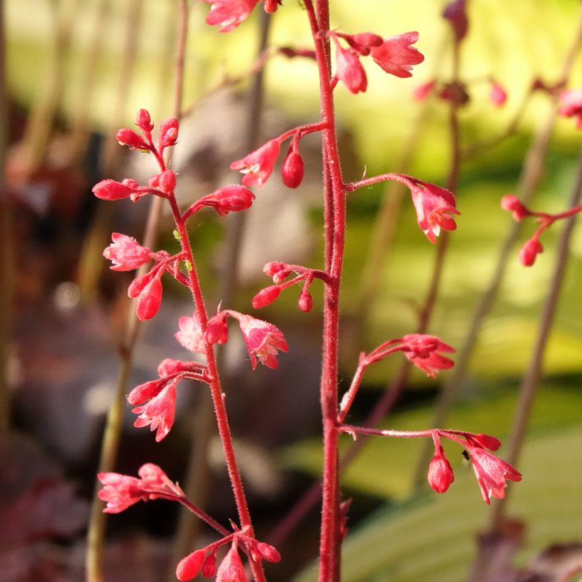 Heuchera Pinky Panky (Floración)