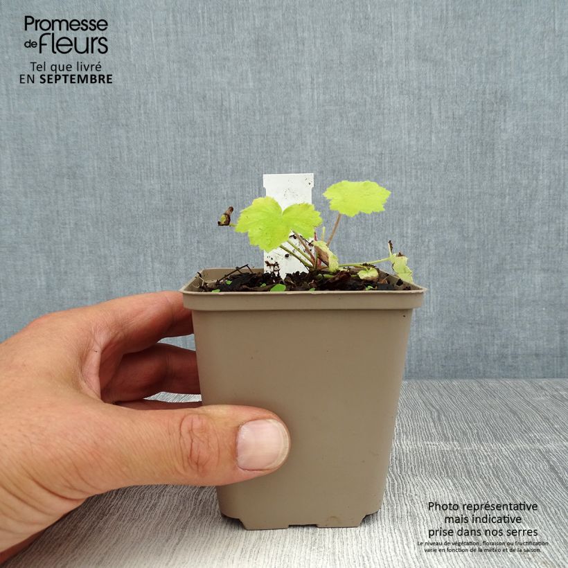 Ejemplar de Heuchera Pretty Pistachio Maceta de 8/9 cm entregado en verano
