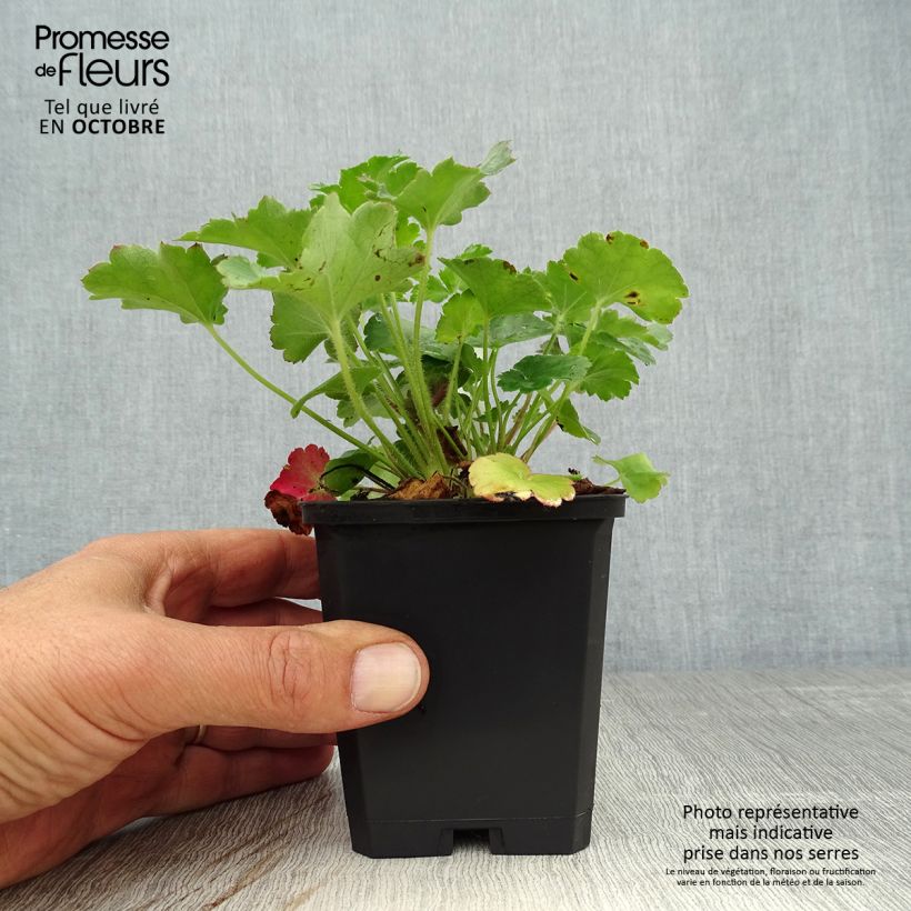 Ejemplar de Heuchera sanguinea Leuchtkäfer Maceta de 8/9 cm entregado en otoño