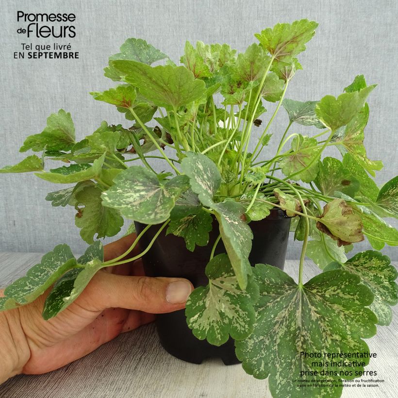 Ejemplar de Heuchera Snowy Panky Maceta 1,5L/2L entregado en verano