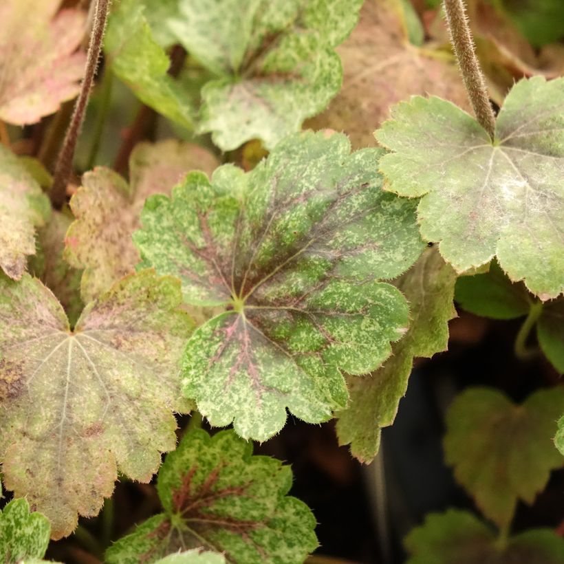 Heuchera Snowy Panky (Follaje)
