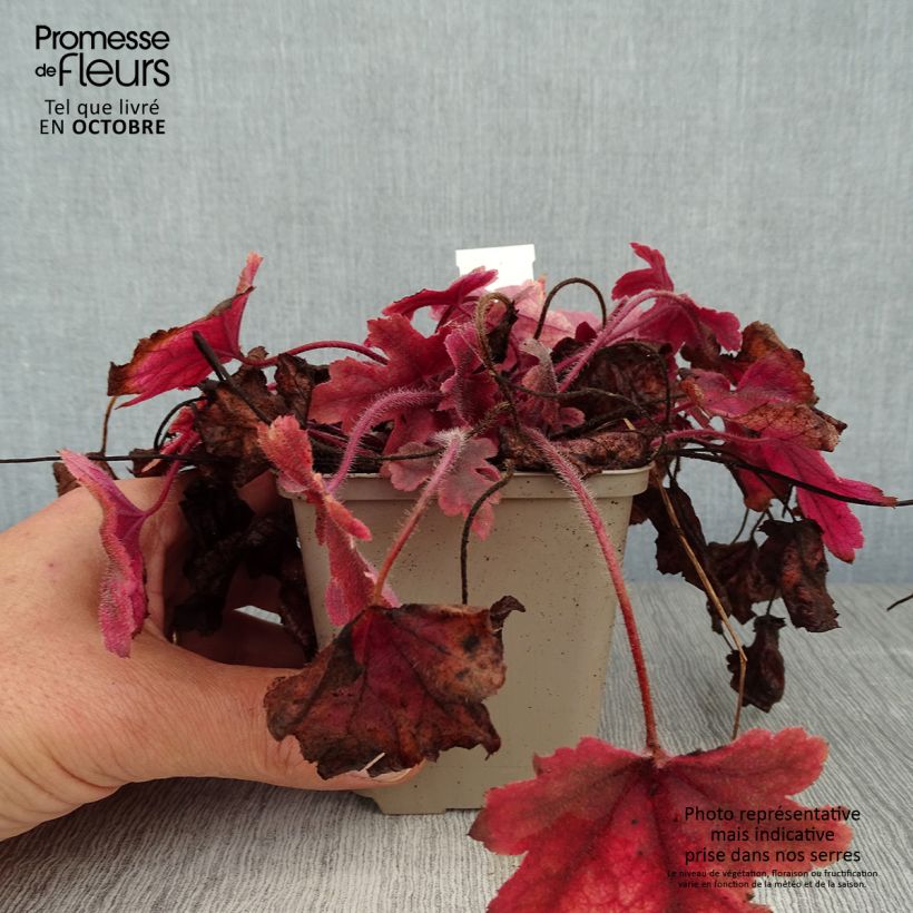 Ejemplar de Heucherella Brass Lantern Maceta de 8/9 cm entregado en otoño