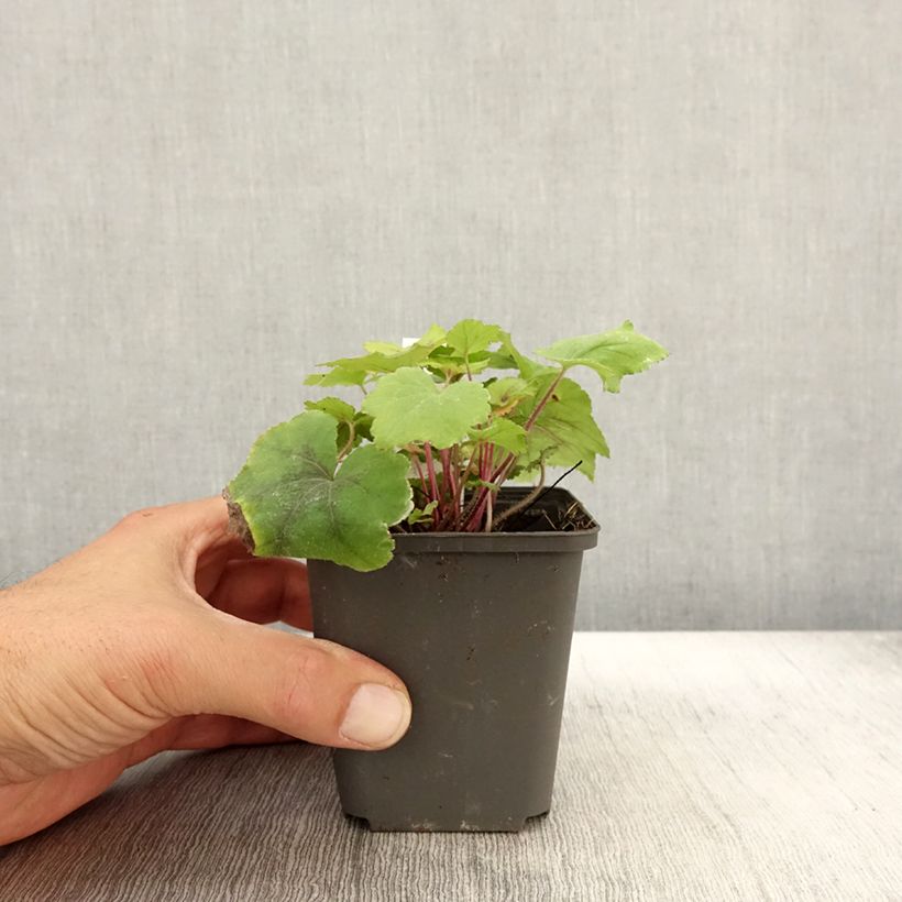 Ejemplar de Heucherella Citrus shock Maceta de 8/9 cm entregado en otoño