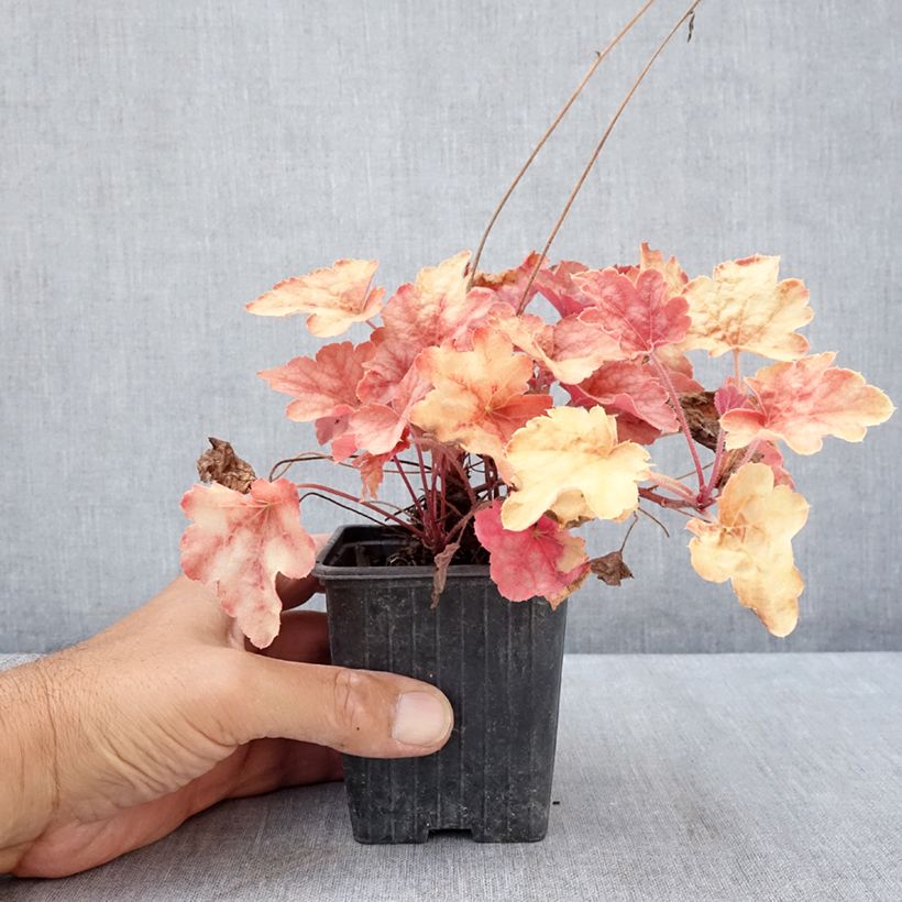 Ejemplar de Heucherella Copper Cascade Maceta de 8/9 cm entregado en verano