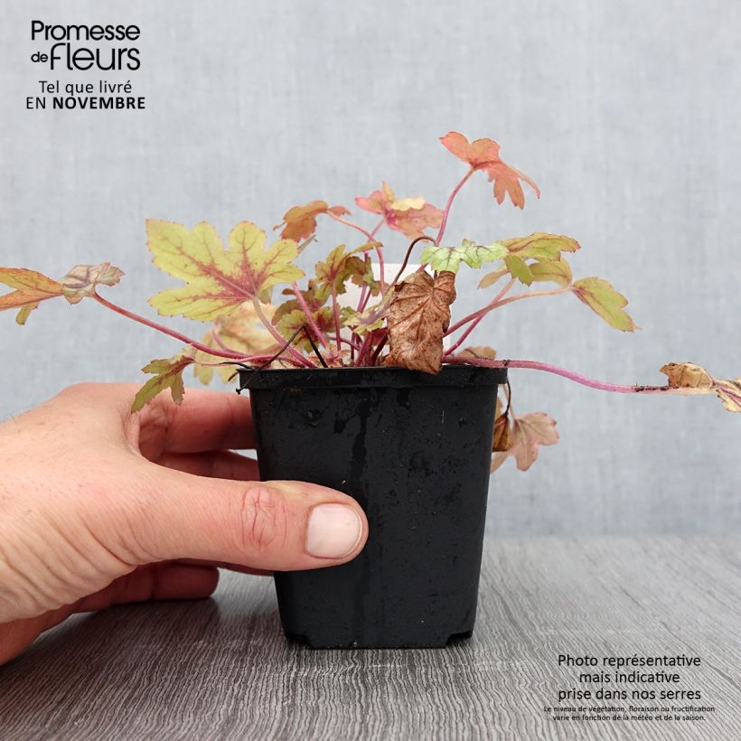 Ejemplar de Heucherella Eye Spy Maceta de 8/9 cm entregado en otoño