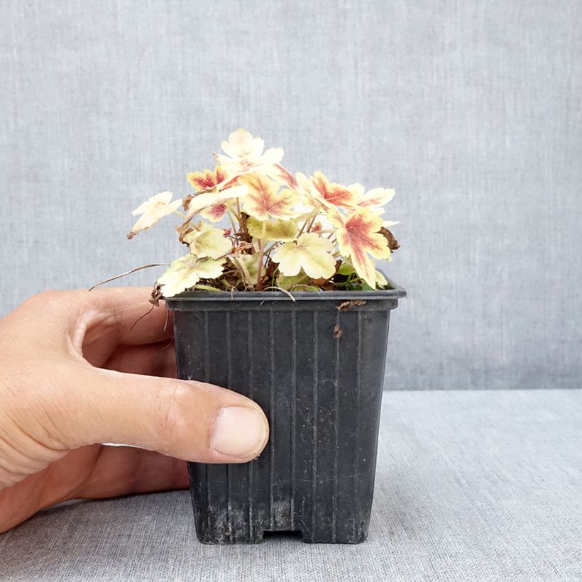 Ejemplar de Heucherella Golden Zebra Maceta de 8/9 cm entregado en verano