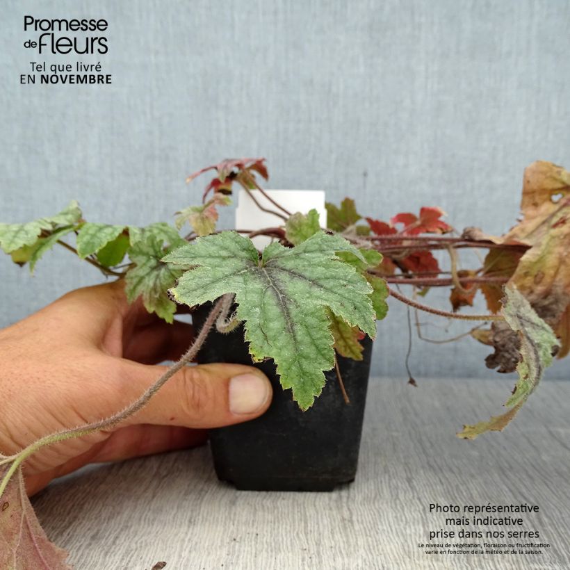 Ejemplar de Heucherella Kimono Maceta de 8/9 cm entregado en otoño