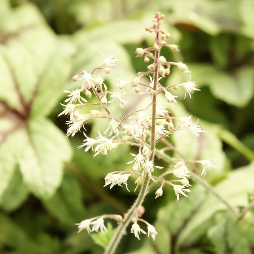 Heucherella Kimono (Floración)