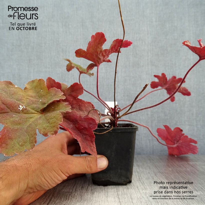 Ejemplar de Heucherella Red Rover Maceta de 8/9 cm entregado en otoño