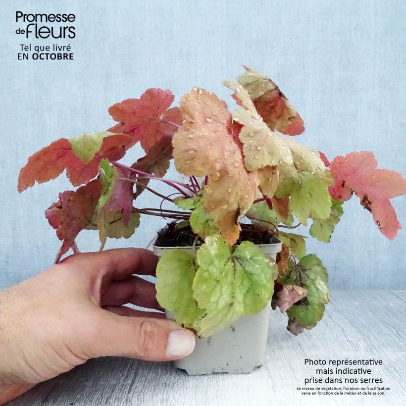 Ejemplar de Heucherella Redstone Falls Maceta de 8/9 cm entregado en otoño