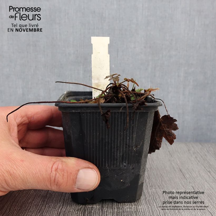 Ejemplar de Heucherella Silver Streak Maceta de 8/9 cm entregado en otoño