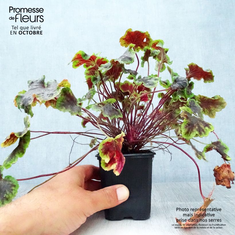 Ejemplar de Heucherella Solar Eclipse Maceta de 8/9 cm entregado en otoño