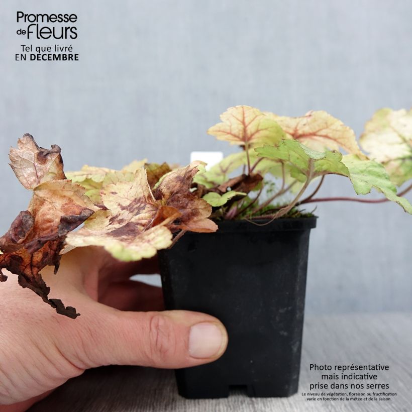 Ejemplar de Heucherella Stoplight Maceta de 8/9 cm entregado en otoño