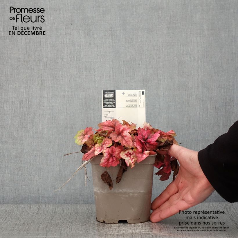 Ejemplar de Heucherella Stoplight Maceta 2L/3L entregado en otoño