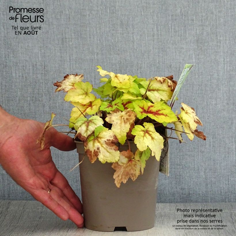 Ejemplar de Heucherella Stoplight en pot de 2L/3L entregado en verano