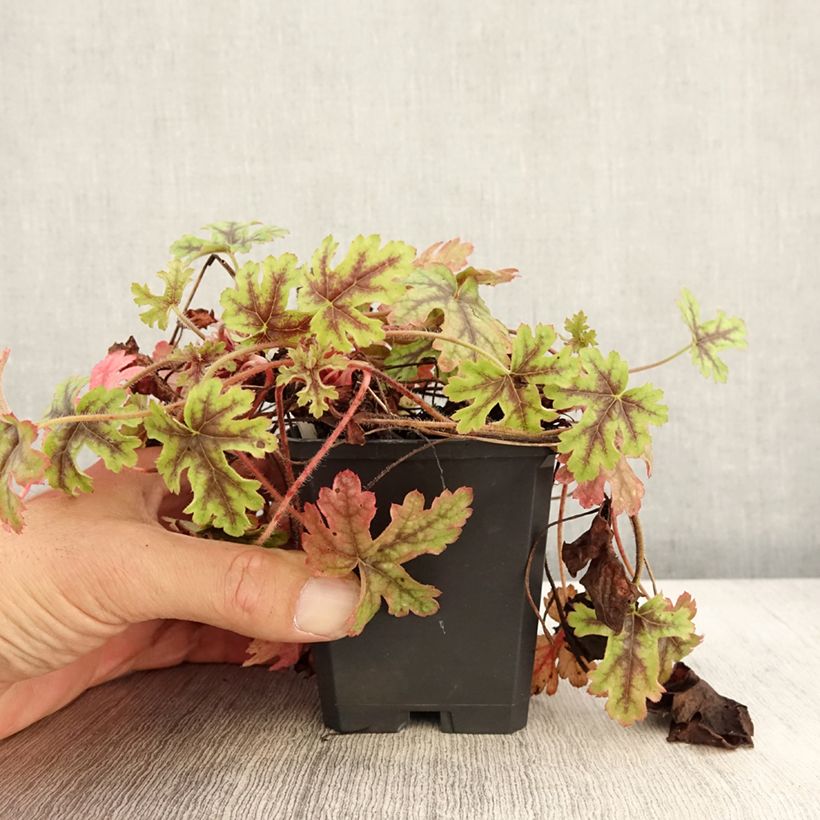 Ejemplar de Heucherella Tapestry Maceta de 8/9 cm entregado en otoño