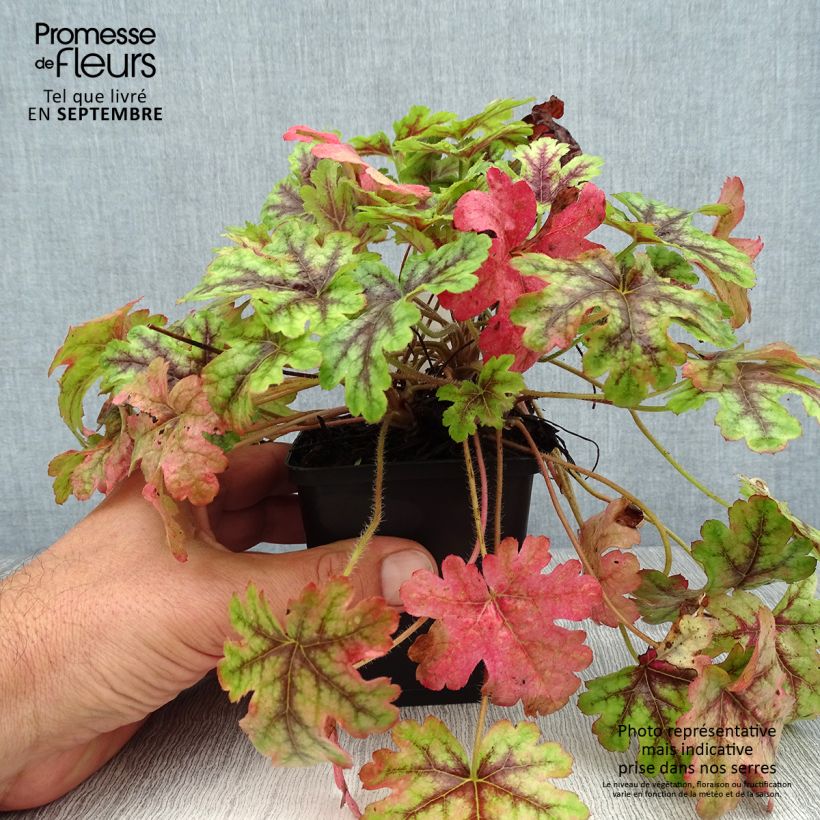 Ejemplar de Heucherella Tapestry Godet de 9cm entregado en verano