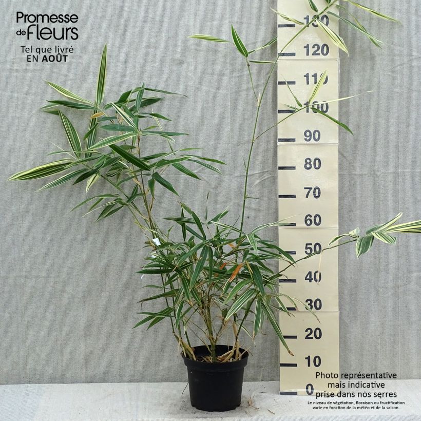 Ejemplar de Hibanobambusa tranquillans Shiroshima - Bambú Hibano Maceta 4L/5L entregado en verano
