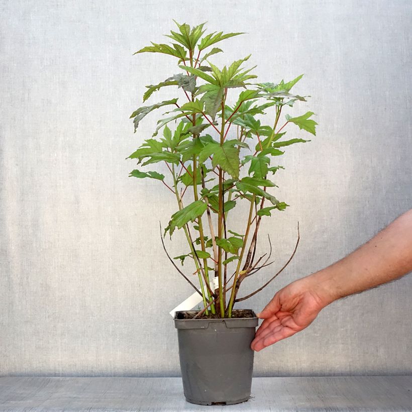 Ejemplar de Hibiscus moscheutos Summerific Berry Awesome - Hibisco moschetos Maceta 3L/4LAltura de entrega aprox. 20+cm entregado en verano