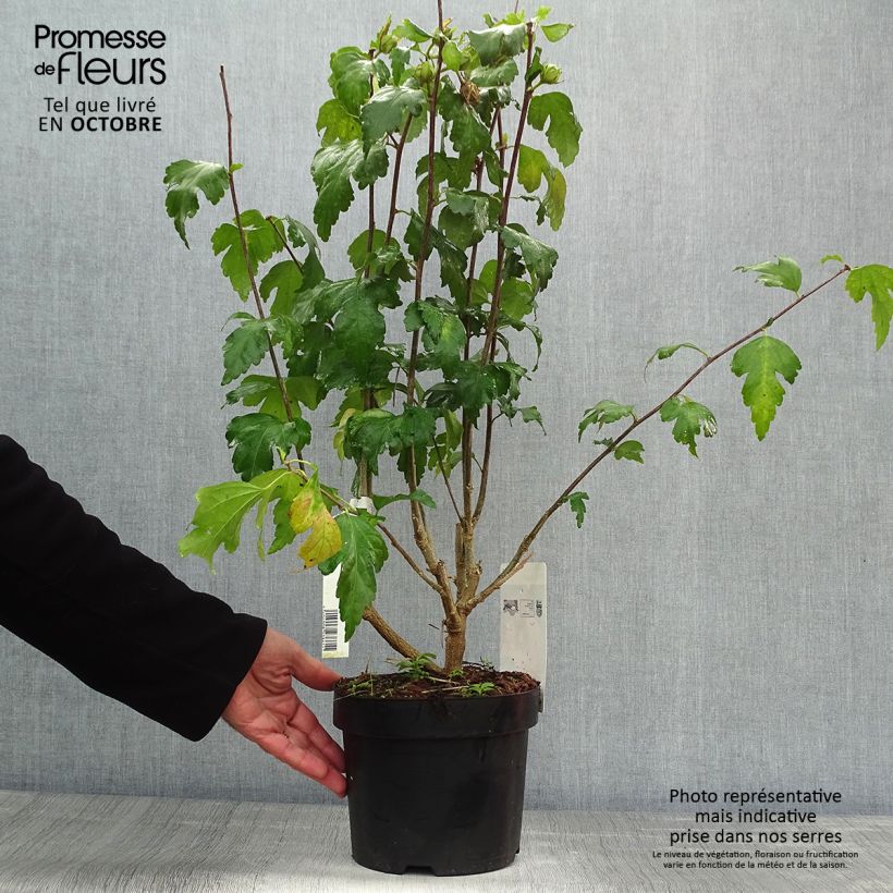 Ejemplar de Altea Pink Giant - Hibiscus syriacus Maceta 4L/5L entregado en otoño