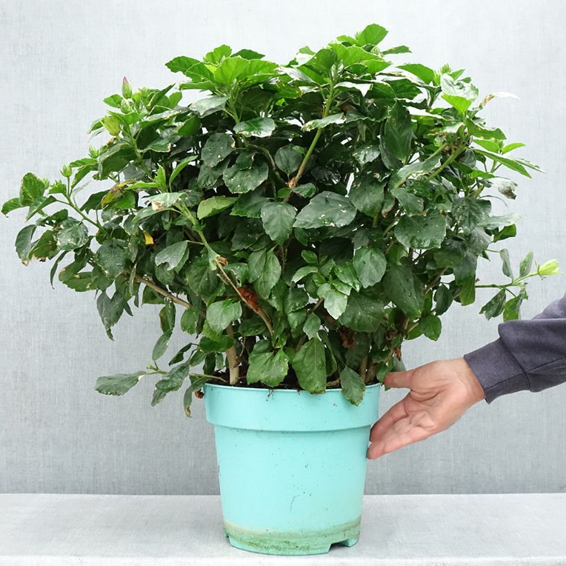 Hibiscus rosa-sinensis - Rosa de China Maceta 7,5L/10L Ejemplar entregado en la primavera