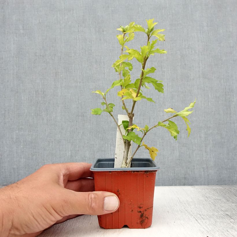 Ejemplar de Altea Admiral Dewey - Hibiscus syriacus Maceta de 8/9 cm entregado en verano