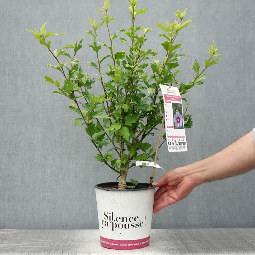 Ejemplar de Altea B'twist Lavende - Hibiscus syriacus Maceta 4L/5LAltura de entrega aprox. 60/80cm entregado en verano