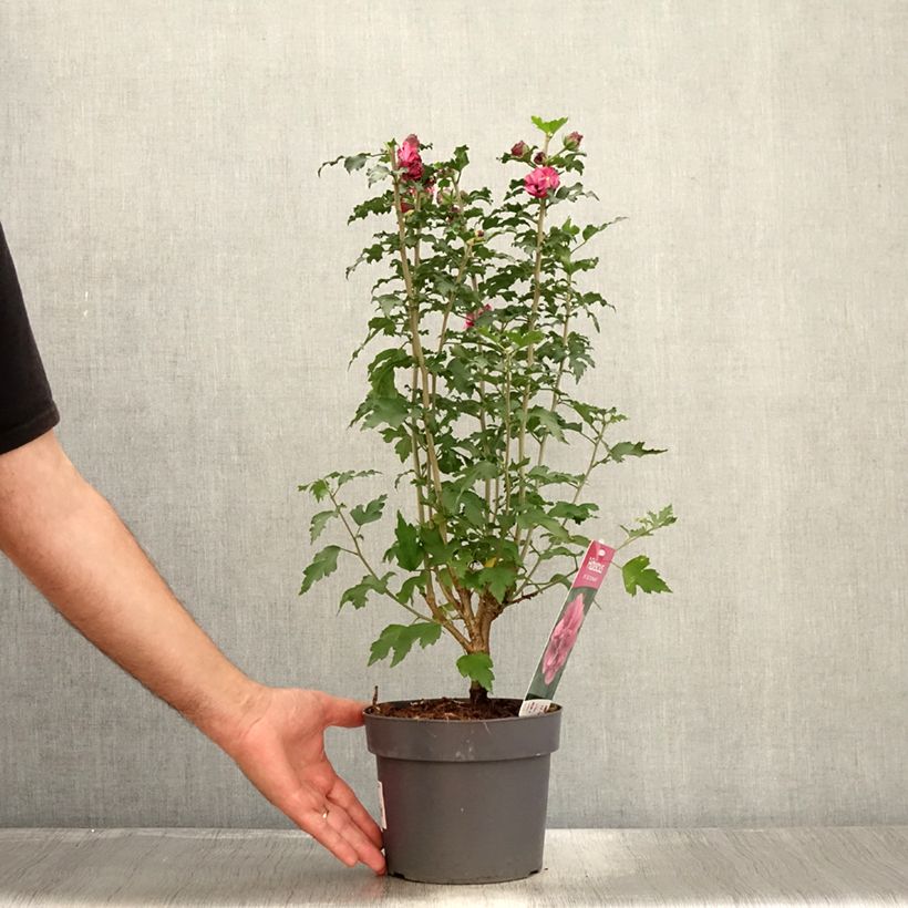 Ejemplar de Altea Duc de Brabant - Hibiscus syriacus Maceta 3L/4LAltura de entrega aprox. 60+cm entregado en verano