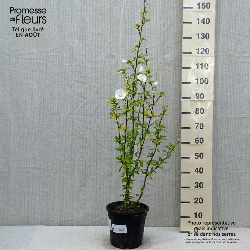 Ejemplar de Hibiscus syriacus Eléonore - Altea Maceta 7,5L/10L entregado en verano