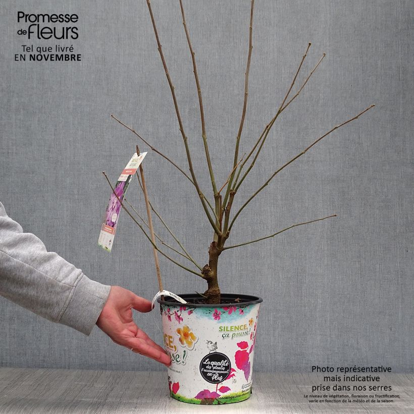 Ejemplar de Hibiscus syriacus Eruption - Altea Maceta 4L/5L entregado en otoño