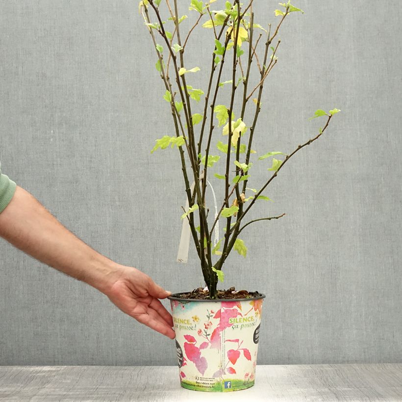 Ejemplar de Hibiscus syriacus Eruption - Altea Maceta 4L/5LAltura de entrega aprox. 60/80cm entregado en verano