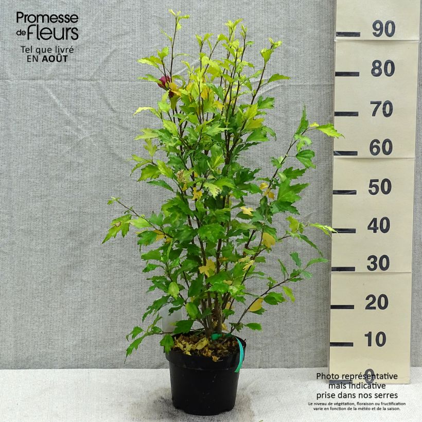 Ejemplar de Hibisco Torre de Flores Rubí - Hibiscus syriacus Flower Tower Ruby Maceta 2L/3LAltura de entrega aprox. 40/50cm entregado en verano