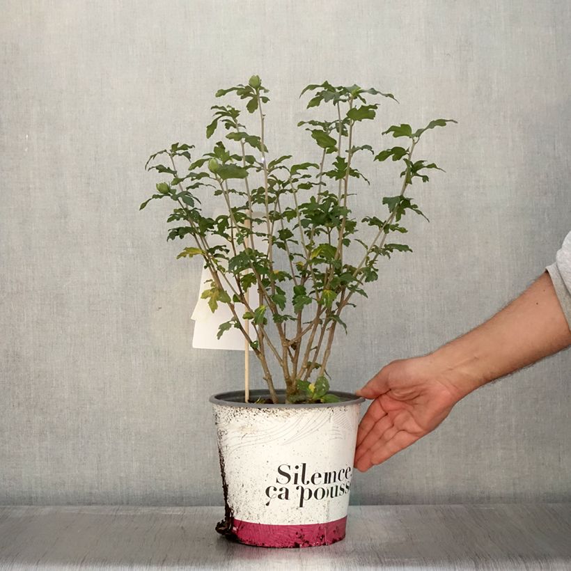 Ejemplar de Hibiscus syriacus French point - Altea Maceta 4L/5L entregado en otoño