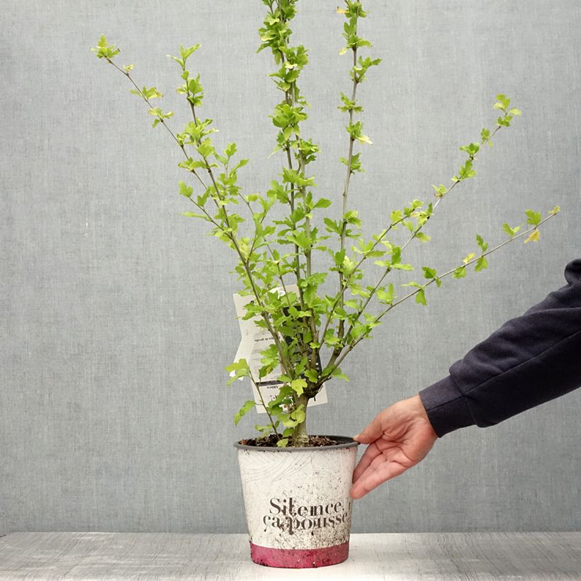 Ejemplar de Hibiscus syriacus French point - Altea Maceta 4L/5LAltura de entrega aprox. 50/60cm entregado en verano
