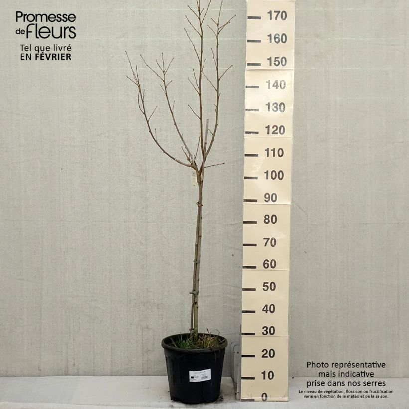 Hibiscus syriacus Hamabo - Altea Maceta 7,5L/10L Ejemplar entregado en invierno
