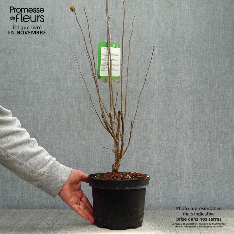 Ejemplar de Altea Lady Stanley - Hibiscus syriacus Maceta 3L/4L entregado en otoño