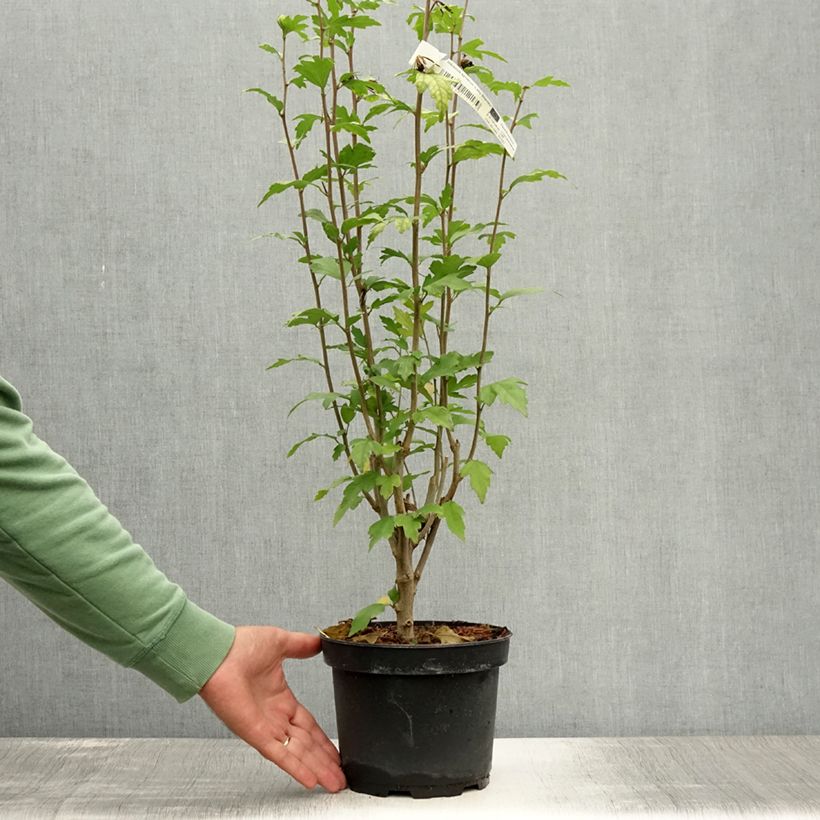 Ejemplar de Altea Lady Stanley - Hibiscus syriacus Maceta 3L/4LAltura de entrega aprox. 20/30cm entregado en verano